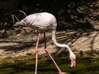 Rosa Flamingo im Teich der Voliere